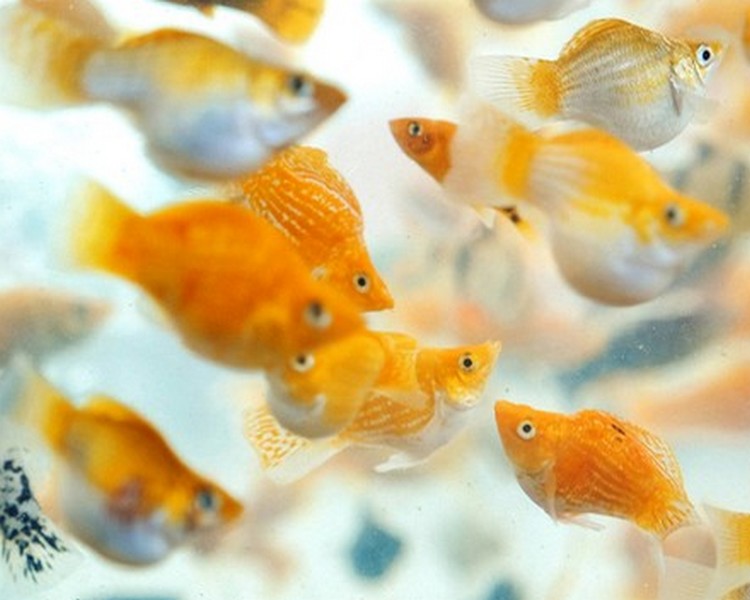Gold Balloon Mollies ~ 3cm